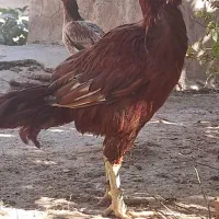 خروس و مرغ لاری|حیوانات مزرعه|قزوین, |دیوار