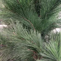 درخت کریسمس اورجینال|گل مصنوعی|کرج, گلشهر|دیوار