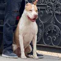 سگ پیتبول اصیل آموزش دیده