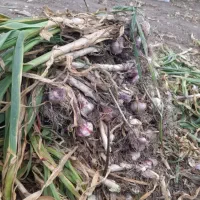 بار بارکنی سیر قرمز عمده