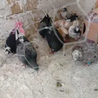 کفتر تهرانی