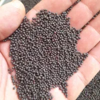 بذر کلزا رقم تراپر دستی|خدمات باغبانی و درختکاری|گنبد کاووس, |دیوار