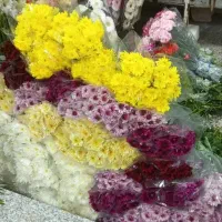 گل رز|گل و گیاه طبیعی|برازجان, |دیوار