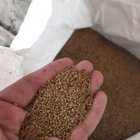 بذر یونجه سیه رود