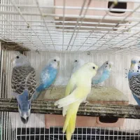 مرغ عشق شاد شنگول خوش رنگ 150|پرنده|مشهد, نیزه|دیوار