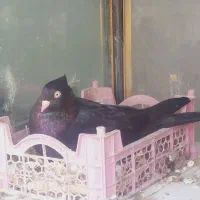 پرنده کبوتر