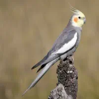 عروس هلندی گمشده