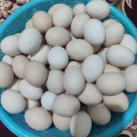 تخم مرغ