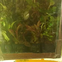 ماهی قرمز|ماهی|برخوار, |دیوار