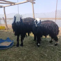 گوسفند عوسی نر ماده