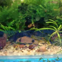 ماهی نظافتچی