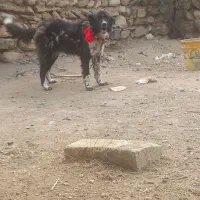 سگ قدرجونی دهن پاک