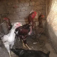 تخم مرغ لاری نطفه دار دونه 30000|حیوانات مزرعه|سبزوار, جهاد کشاورزی|دیوار