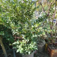 طبیعی جنگلی قورباغه ای راکتی نهال درخت گل و گیاه|گل و گیاه طبیعی|تهران, سید خندان (جلفا)|دیوار