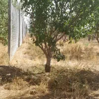 باغ فروشی ۱۱۰۰متر|فروش زمین و ملک کلنگی|باغ حلی, |دیوار