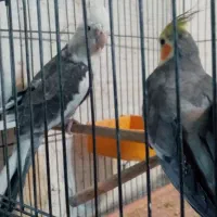 عروس هلندی نر وماده|پرنده|شیراز, گلکوب|دیوار