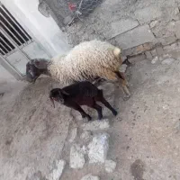 فروش میش جوان و بره