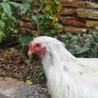 خروس و مرغ برهما اصل|حیوانات مزرعه|گنبد کاووس, |دیوار