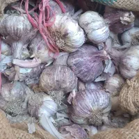 سیر قرمز