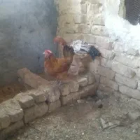 مرغ محلی خروس لاری