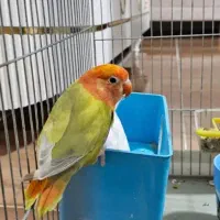 فروش پرندع ب صورت یکجا و جفتی همگی خانگی هستن|پرنده|سقز, |دیوار