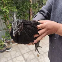 فروش خروس ایام سمانی جوان به علت نداشتن جا