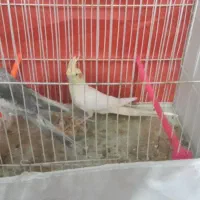 سلام عروس هلندی جفت و تک