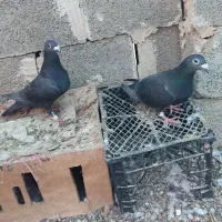 کبوتر زاغ سیاه|پرنده|خشت, |دیوار