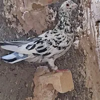 کفتر بوم هفرنگ سبز پلاکی|پرنده|مشهد, کوشش|دیوار