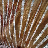 پلی استر|عمدهفروشی|ورامین, ریحان آباد|دیوار