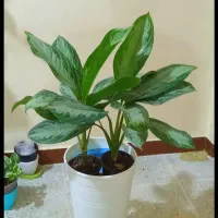 گل وگیاه|گل و گیاه طبیعی|رامهرمز, |دیوار