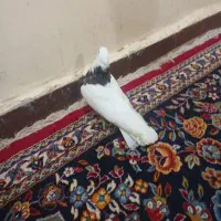 علی|حراج|شادگان, |دیوار