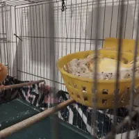 انواع پرنده