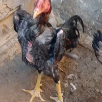 لاری المانی