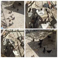 مرغ خروس جوجه تخم گذار بومی گلین