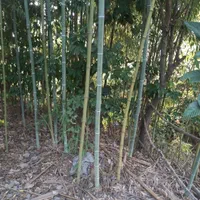 فروش نی   بامبو  خیزران|خدمات باغبانی و درختکاری|لاهیجان, لیل|دیوار
