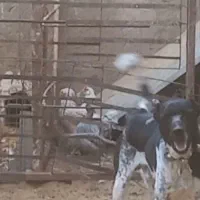 توله سگ|سگ|شهرکرد, |دیوار