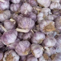 بذر سیر محلی