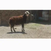 بره نر یک ساله دو رگ