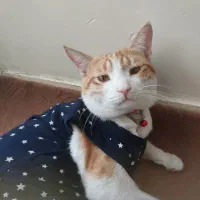 گربه