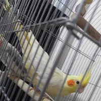 عروس هلندی ماده|پرنده|تهران, باغ فیض|دیوار