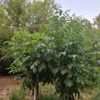 باغ و باغچه