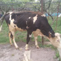 گاو‌گوساله سیمینتال