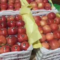 بسته بندی وسورت در سردخانه|استخدام صنعتی، فنی، مهندسی|ارومیه, |دیوار