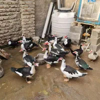 اردک اسراعیلی