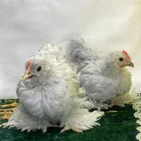 مرغ خروس/کوشین /ابریشمی/ جوجه/ نیمچه تخمگذار|حیوانات مزرعه|مشهد, شریف|دیوار