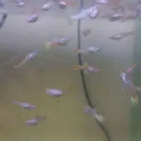 بچه ماهی گوپی