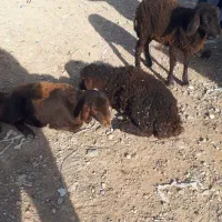 خریدار گوسفند گیج و لاغر بصورت نقد