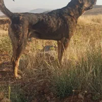 واگذاری سگ سرابی