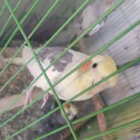 سه عدد عروس قلعه تل